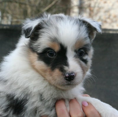 Les chiots de Berger Australien