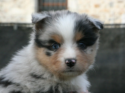 Les chiots de Berger Australien