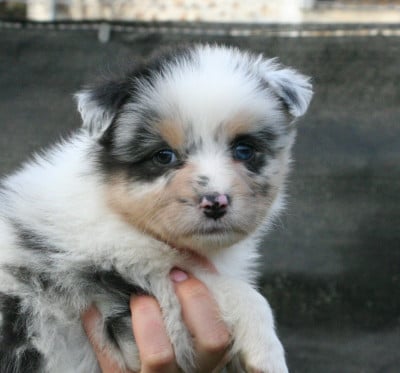 Les chiots de Berger Australien