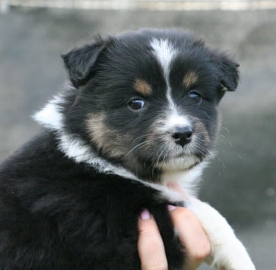Les chiots de Berger Australien