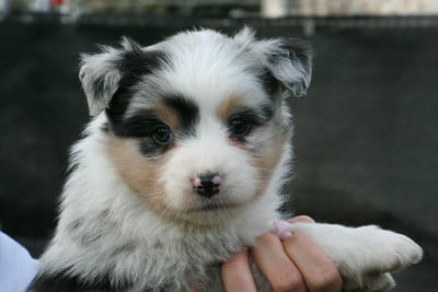 Les chiots de Berger Australien