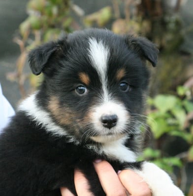 Les chiots de Berger Australien