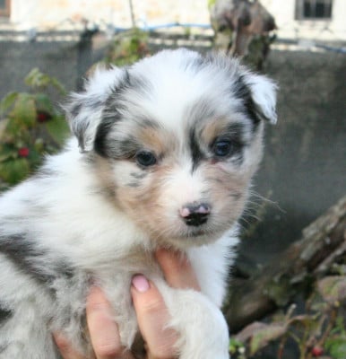 Les chiots de Berger Australien