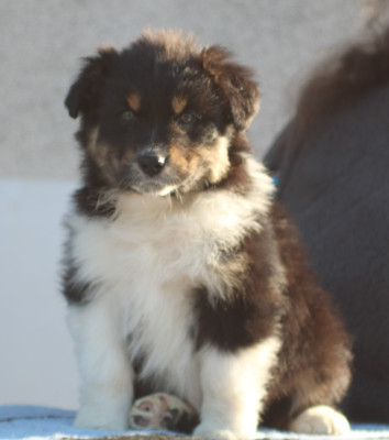 Les chiots de Berger Australien