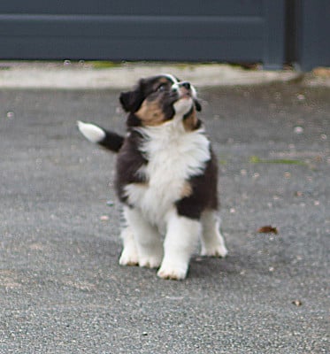 Les chiots de Berger Australien