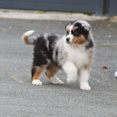 Les chiots de Berger Australien