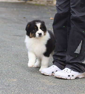 Les chiots de Berger Australien