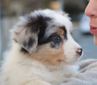 Les chiots de Berger Australien