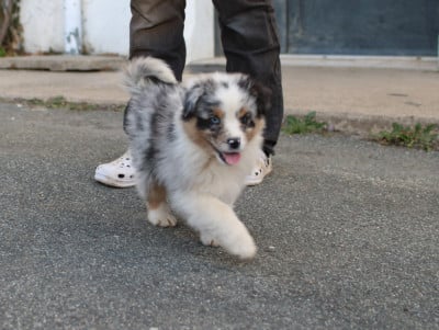 Les chiots de Berger Australien