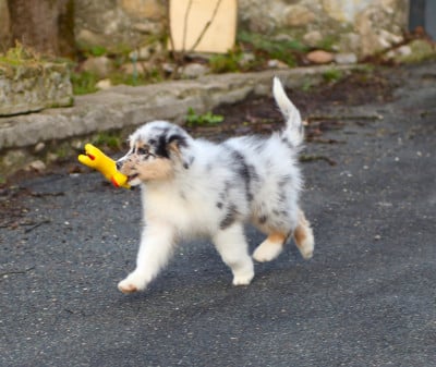 Les chiots de Berger Australien