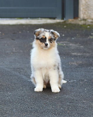 Les chiots de Berger Australien