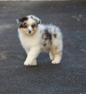 Les chiots de Berger Australien