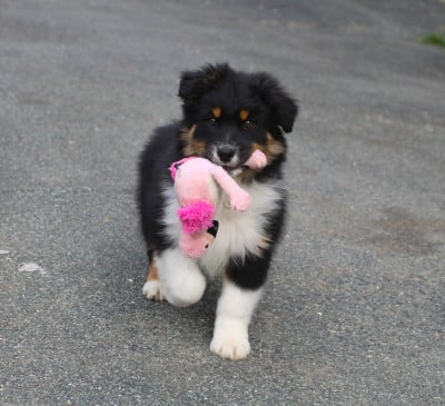 Les chiots de Berger Australien
