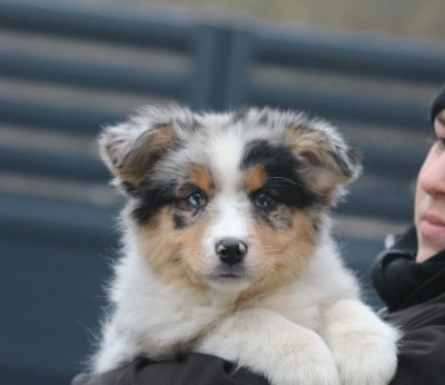 Les chiots de Berger Australien
