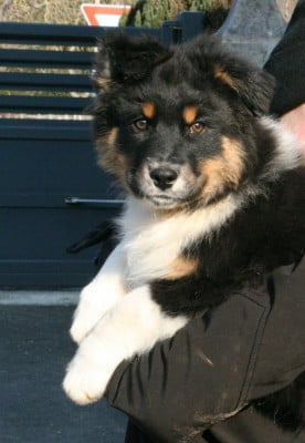 Les chiots de Berger Australien