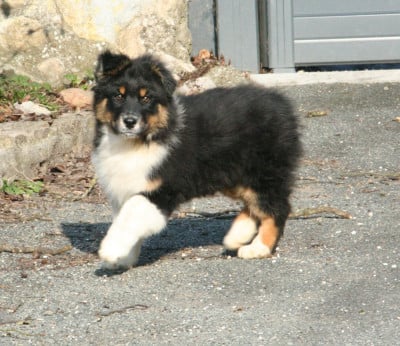 Les chiots de Berger Australien