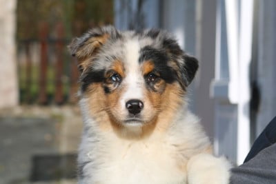 Les chiots de Berger Australien
