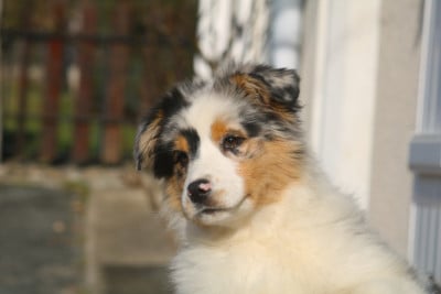 Les chiots de Berger Australien