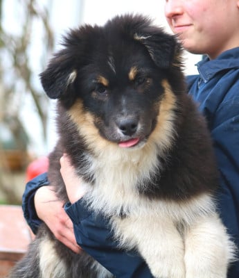 Les chiots de Berger Australien