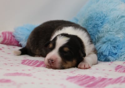 Les chiots de Berger Australien