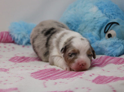 Les chiots de Berger Australien