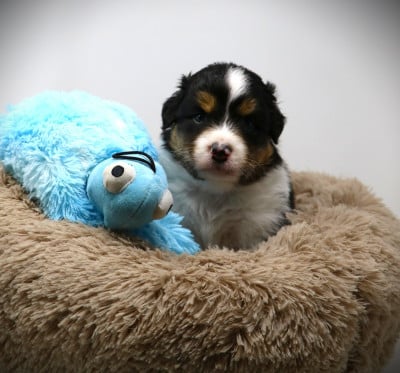 Les chiots de Berger Australien