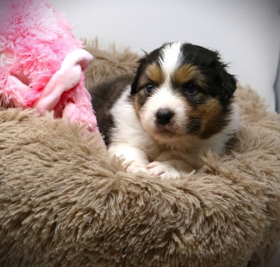 Les chiots de Berger Australien