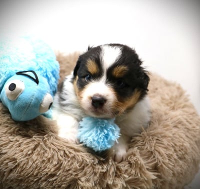 Les chiots de Berger Australien