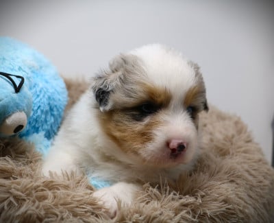 Les chiots de Berger Australien