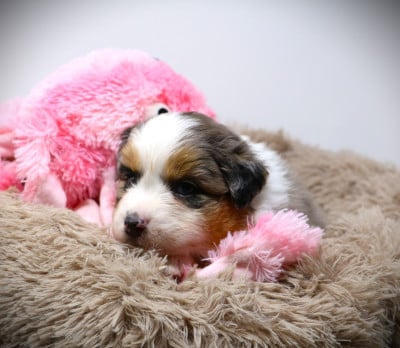 Les chiots de Berger Australien