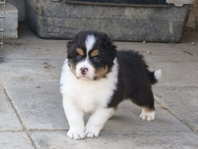 Les chiots de Berger Australien