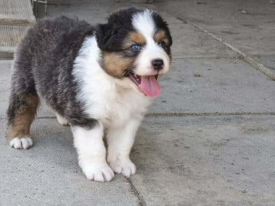 Les chiots de Berger Australien