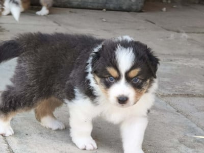 Les chiots de Berger Australien