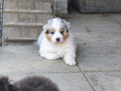 Les chiots de Berger Australien
