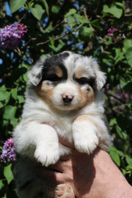 Les chiots de Berger Australien