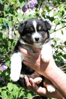 Les chiots de Berger Australien