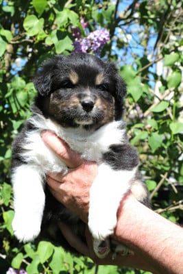 Les chiots de Berger Australien