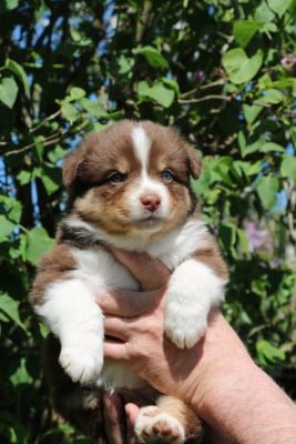 Les chiots de Berger Australien