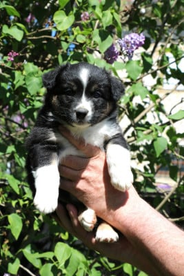 Les chiots de Berger Australien