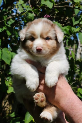Les chiots de Berger Australien