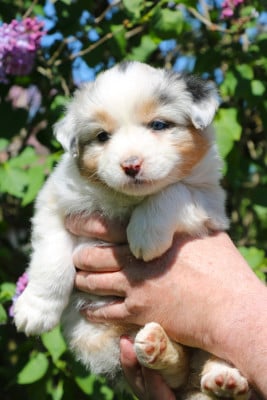 Les chiots de Berger Australien