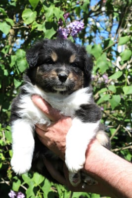 Les chiots de Berger Australien