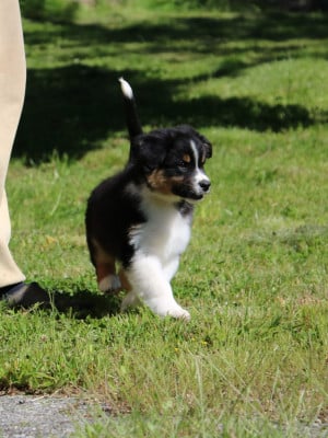 Les chiots de Berger Australien