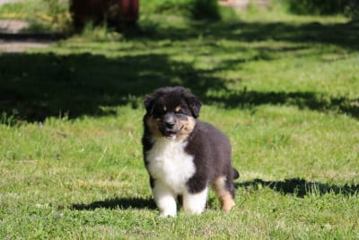 Les chiots de Berger Australien