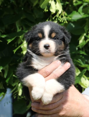 Les chiots de Berger Australien