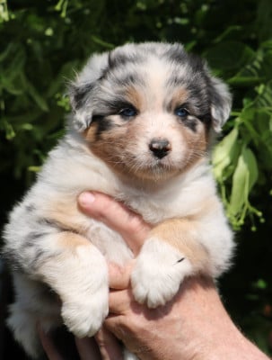 Les chiots de Berger Australien