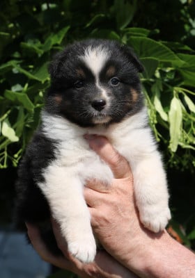 Les chiots de Berger Australien