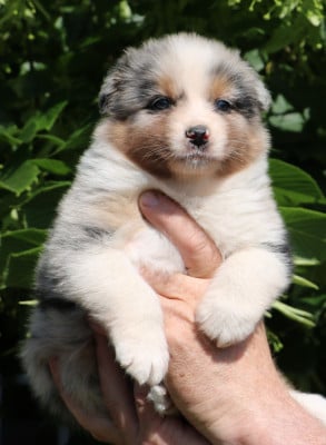 Les chiots de Berger Australien