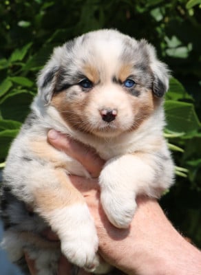 Les chiots de Berger Australien