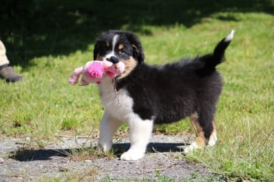 Les chiots de Berger Australien